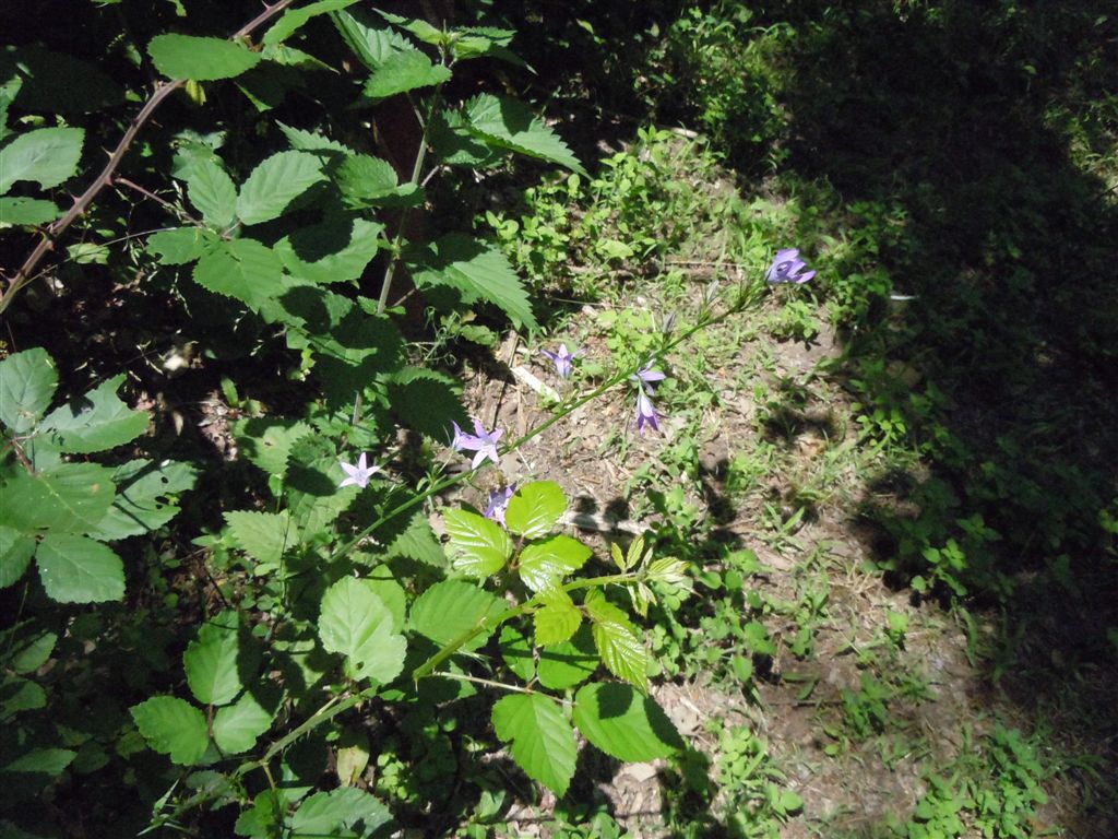 Campanula rapunculus / Raperonzolo